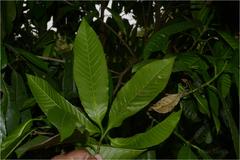 Excoecaria robusta
